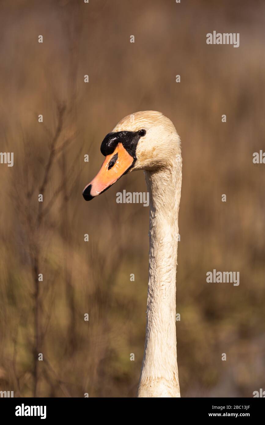 Swan Head close up, réserve naturelle de la forêt inondable, Milton Keynes, Angleterre Banque D'Images