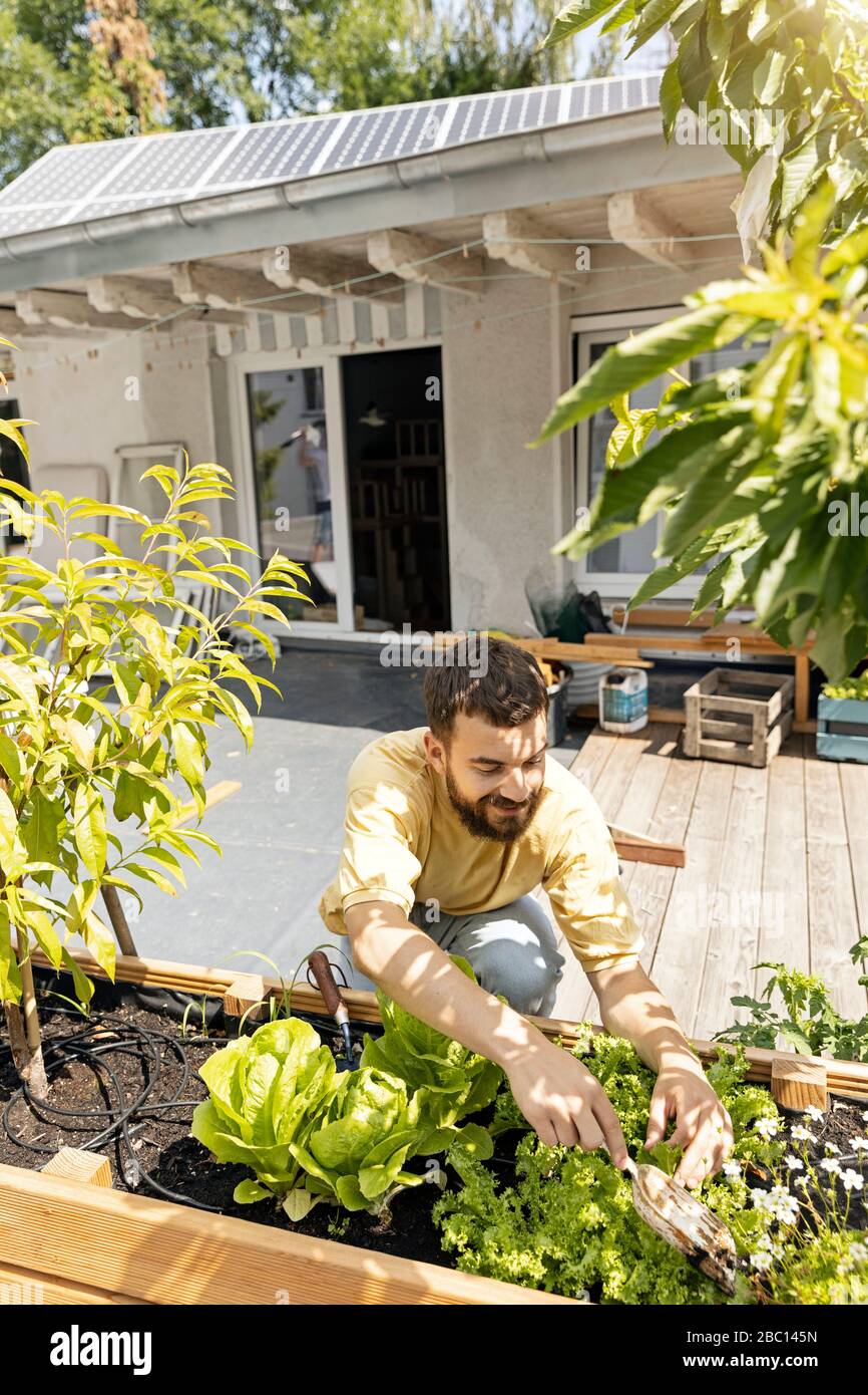 Jeune homme cultivant des légumes sur son toit-terrasse Banque D'Images