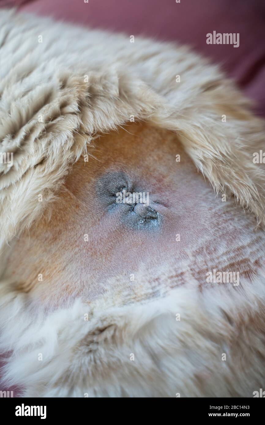 Stérilisation côté cicatrice chat domestique Banque de photographies et  d'images à haute résolution - Alamy