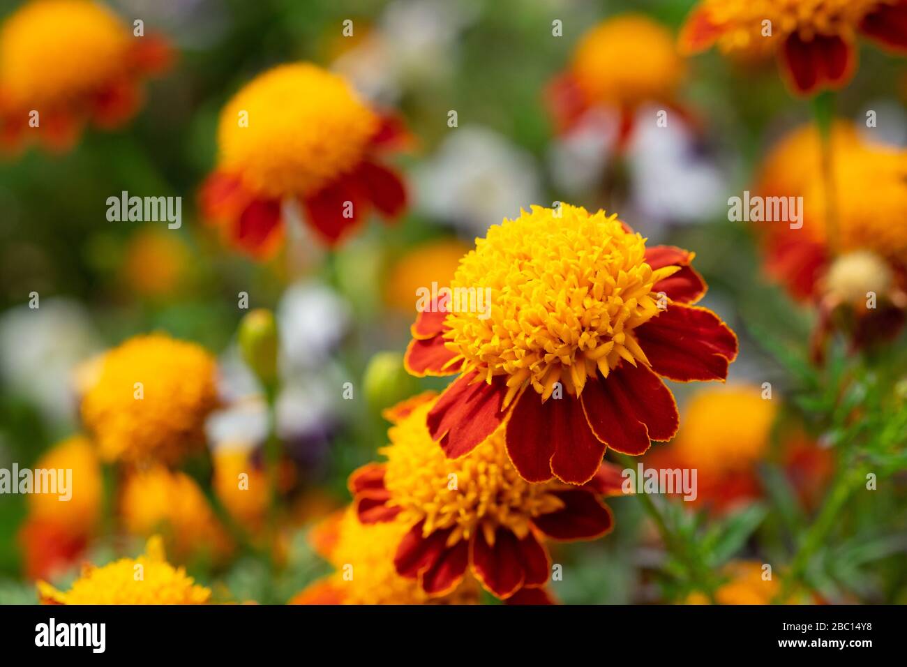 Asteraceae Double Marigold Orange Flame Banque D'Images