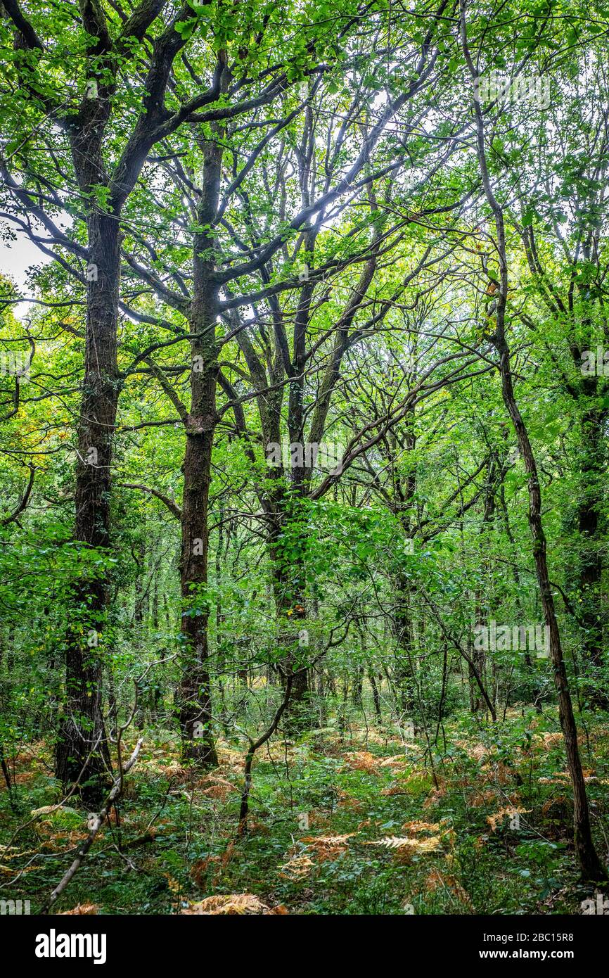 FORÊT DE BROCELIANDE, PAIMPONT (35), BRETAGNE, FRANCE Banque D'Images