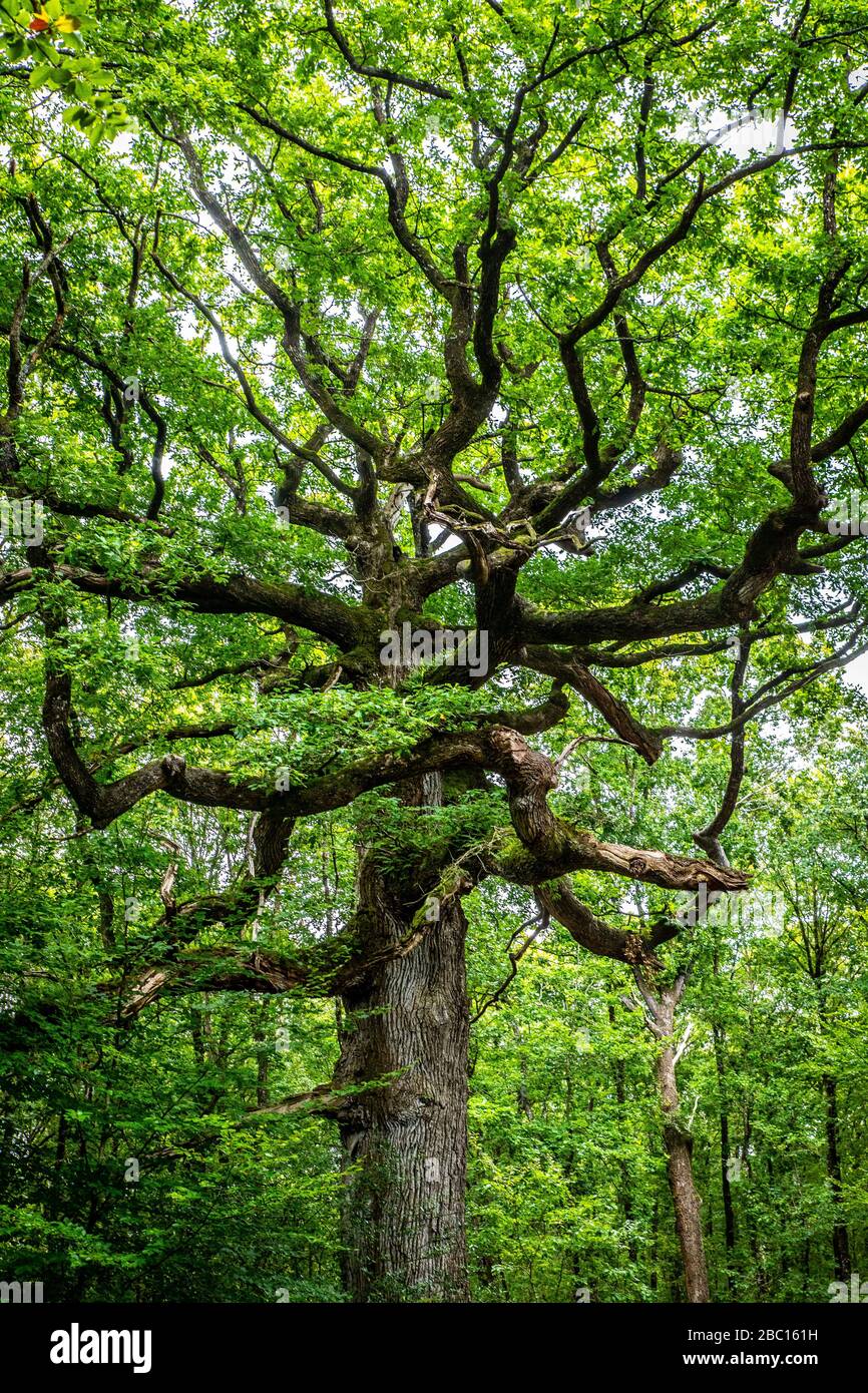 LE CHÊNE DES HINDRES, UN ARBRE REMARQUABLE DE PLUSIEURS CENTAINES D'ANNÉES, FORÊT DE BROCELIANDE, PAIMPONT (35), BRETAGNE, FRANCE Banque D'Images