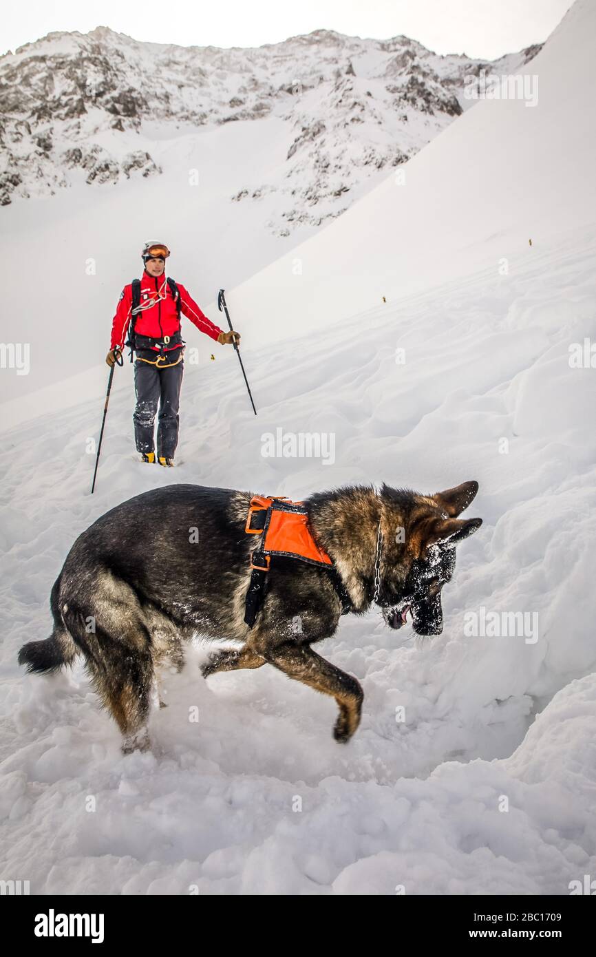 ÉQUIPE D'AVALANCHE DE CHIEN ET DE MANUTENTIONNAIRE, À LA RECHERCHE DE VISITIMS DANS UNE AVALANCHE, POMPIERS NATIONAUX EXECISE DANS LE SAUVETAGE EN AVALANCHE, COL DU LAUTARET, HAUTES ALPES (05) Banque D'Images ÉQUIPE D'AVALANCHE DE CHIEN ET DE MANUTENTIONNAIRE, À LA RECHERCHE DE VISITIMS DANS UNE AVALANCHE, POMPIERS NATIONAUX EXECISE DANS LE SAUVETAGE EN AVALANCHE, COL DU LAUTARET, HAUTES ALPES (05) Banque D'Images
