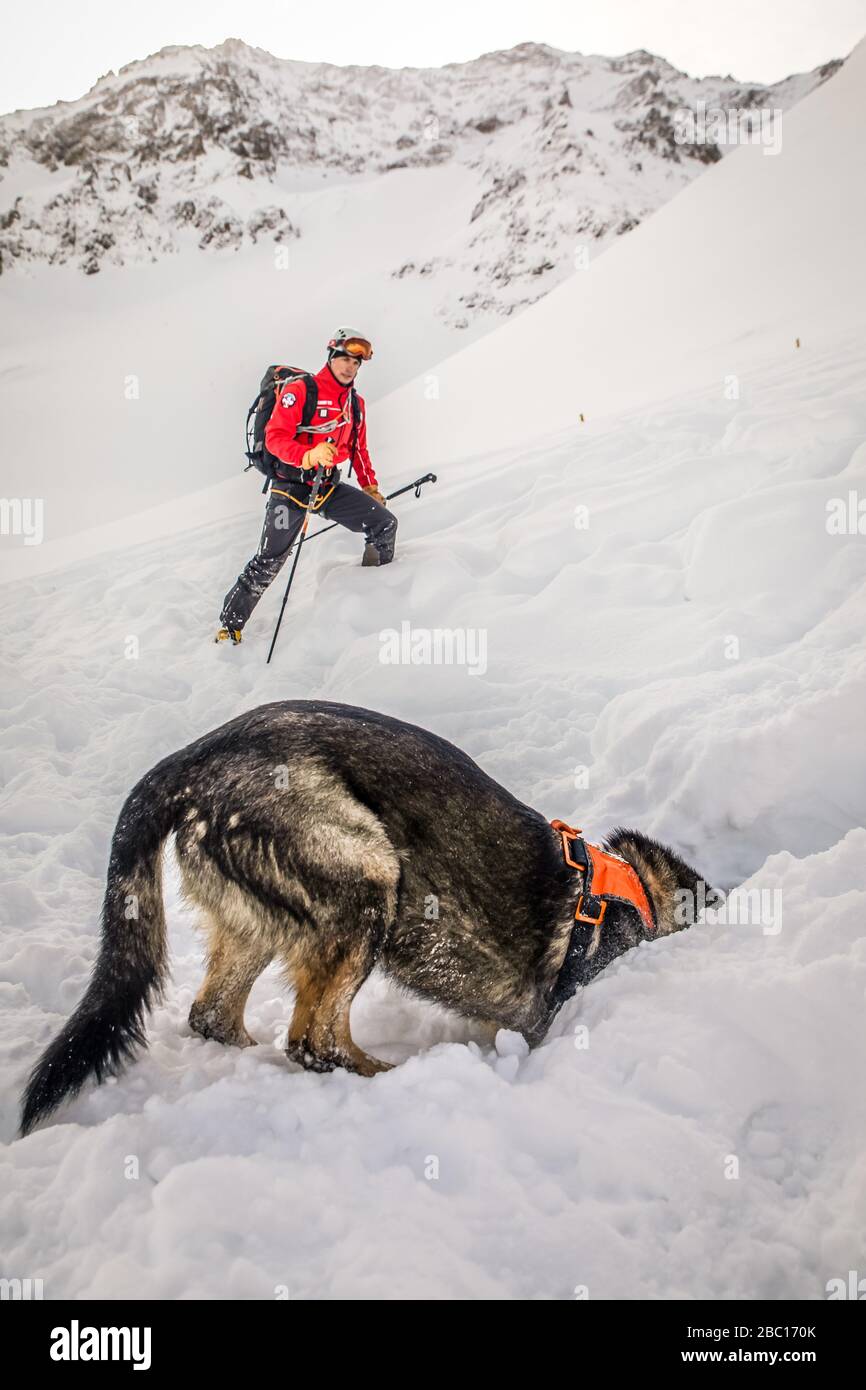 ÉQUIPE D'AVALANCHE DE CHIEN ET DE MANUTENTIONNAIRE, À LA RECHERCHE DE VISITIMS DANS UNE AVALANCHE, POMPIERS NATIONAUX EXECISE DANS LE SAUVETAGE EN AVALANCHE, COL DU LAUTARET, HAUTES ALPES (05) Banque D'Images ÉQUIPE D'AVALANCHE DE CHIEN ET DE MANUTENTIONNAIRE, À LA RECHERCHE DE VISITIMS DANS UNE AVALANCHE, POMPIERS NATIONAUX EXECISE DANS LE SAUVETAGE EN AVALANCHE, COL DU LAUTARET, HAUTES ALPES (05) Banque D'Images