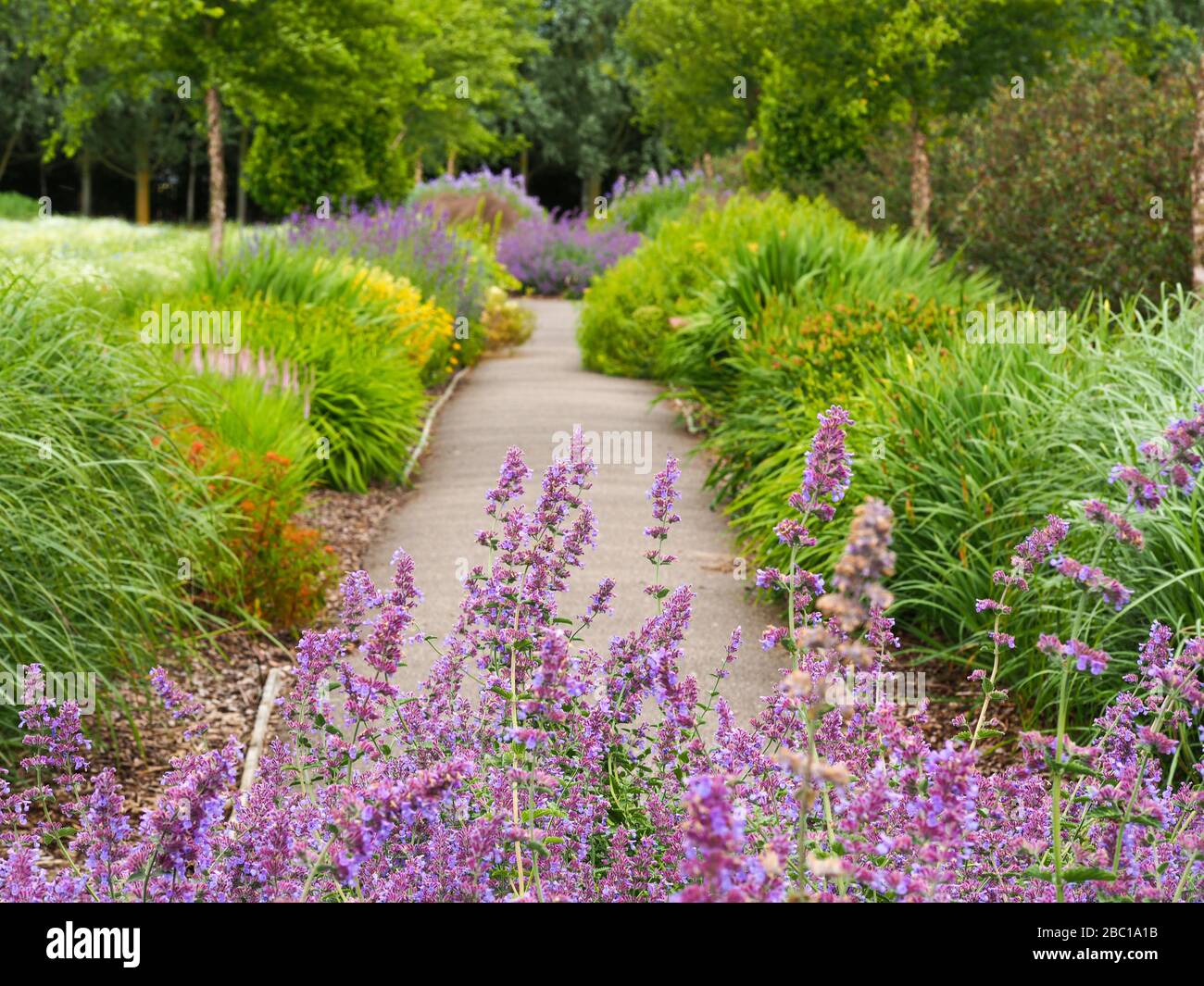 Sentier de jardin et bordures d'été avec un foyer doux dans un jardin d'été anglais Banque D'Images