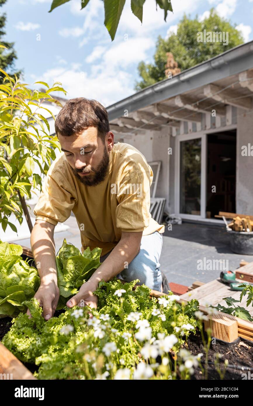 Jeune homme cultivant des légumes sur son toit-terrasse Banque D'Images