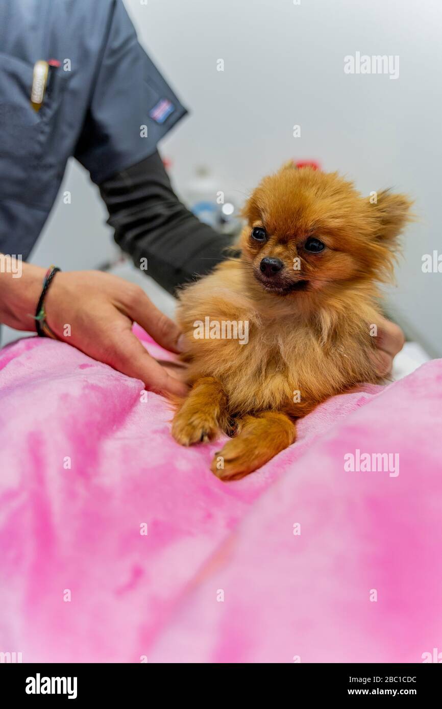 Portrait du chien dans la clinique vétérinaire Banque D'Images