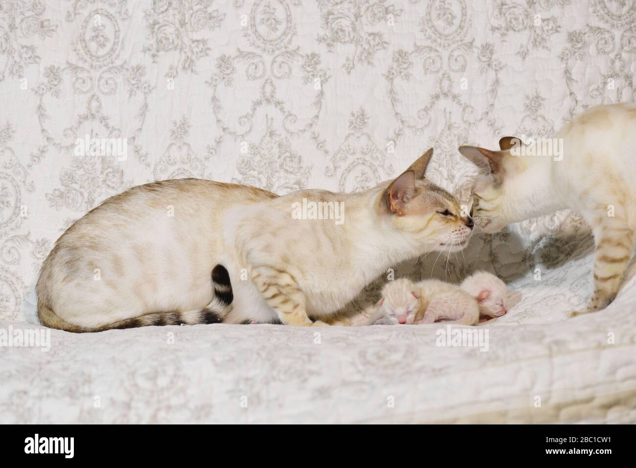 Mere De Chat Beige Clair Avec Ses Chatons Sniffing Avec Chat Male Horizontal Vue Laterale Photo Stock Alamy