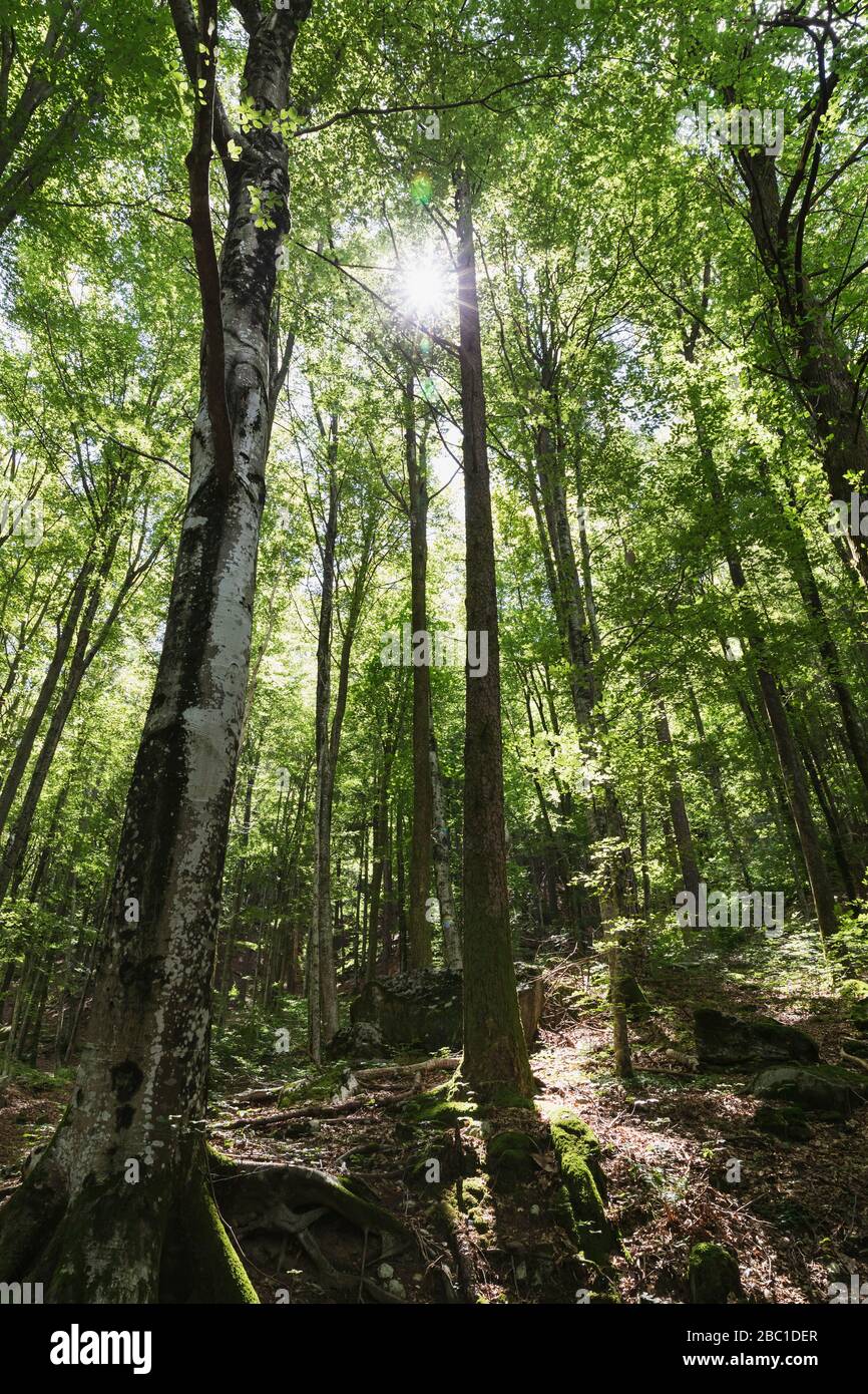 Forêt avec contre-jour, bouleaux, Verzasca Valley, Tessin, Suisse Banque D'Images