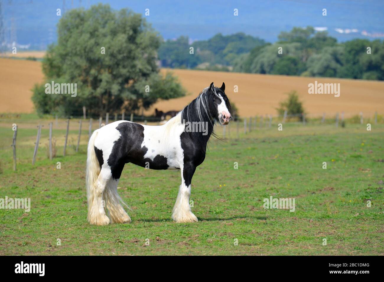 Pinto Irish con cheval debout dans le pâturage d'été. Horizontal, vue latérale, portrait. Banque D'Images