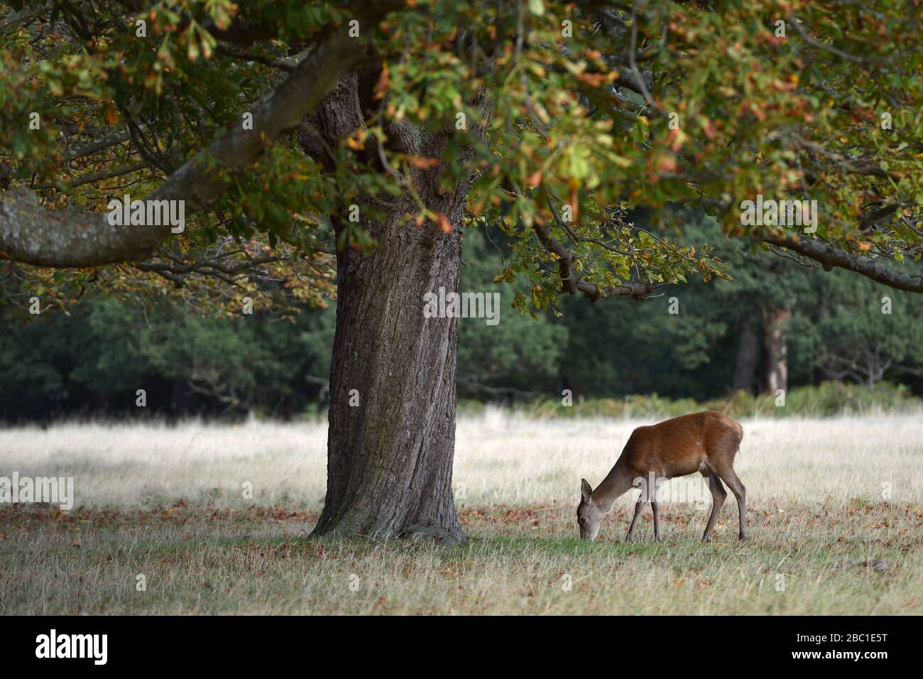 Cerf rouge à Richmond Park, Londres, Royaume-Uni Banque D'Images