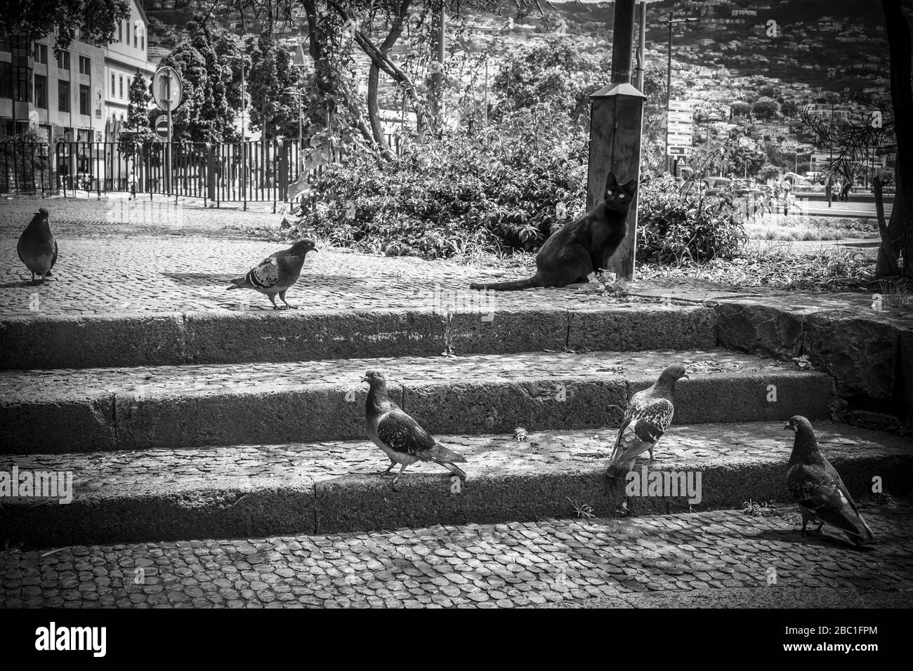 NOIR CAT ENTOURÉ DE PIGEONS, FUNCHAL, MADIERA, PORTUGAL Banque D'Images