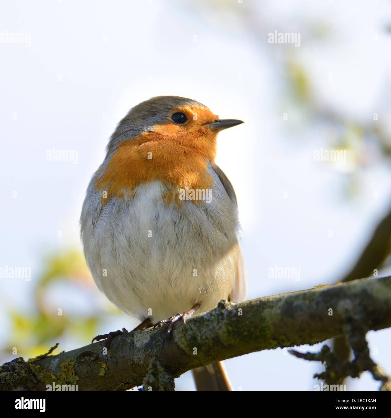 European Robin (Erithacus rubecula aux abords) Banque D'Images