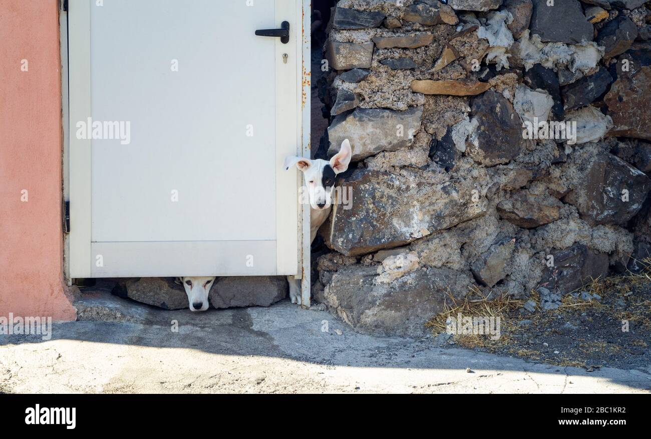 Chiens errants, à regarder d'une porte fermée, L Gomera, Espagne Banque D'Images