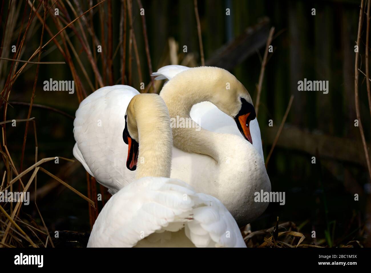 Edinburgh Wildlife Mute Swans nichant au parc Inverleith Banque D'Images