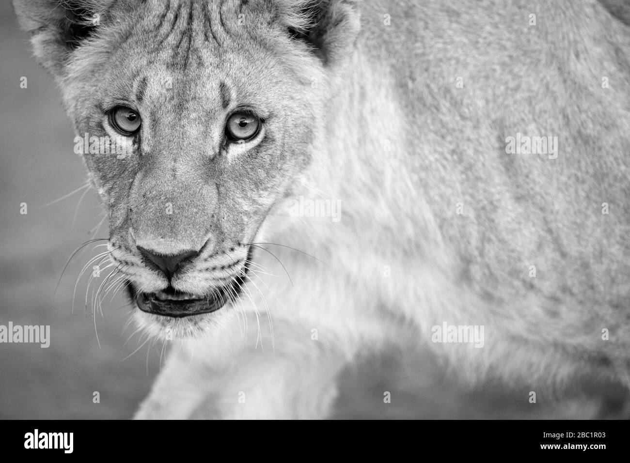 Un portrait noir et blanc d'une lioness féminine qui marche en regardant directement la caméra, pris dans la réserve de jeux de Madikwe, Afrique du Sud. Banque D'Images