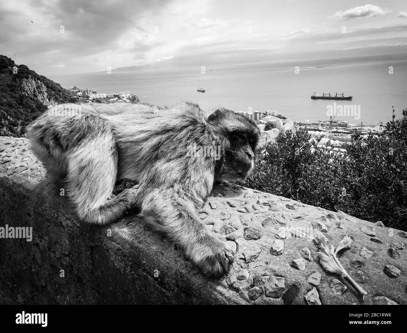 gibraltar singes vue rapprochée Banque D'Images