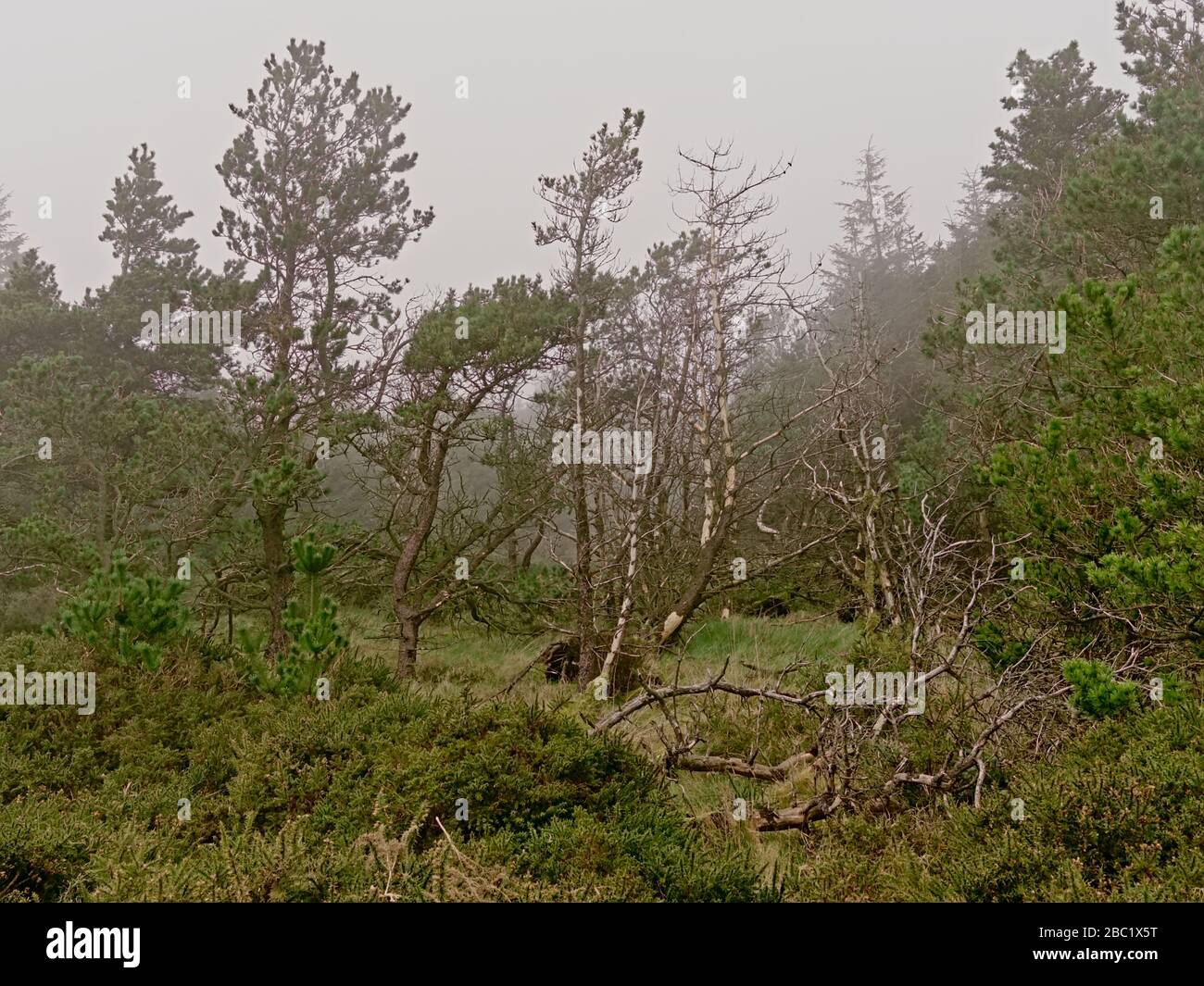 Forêt de conifères brumeuses sur les pentes des montagnes de Ticknock, Dublin, Irlande Banque D'Images