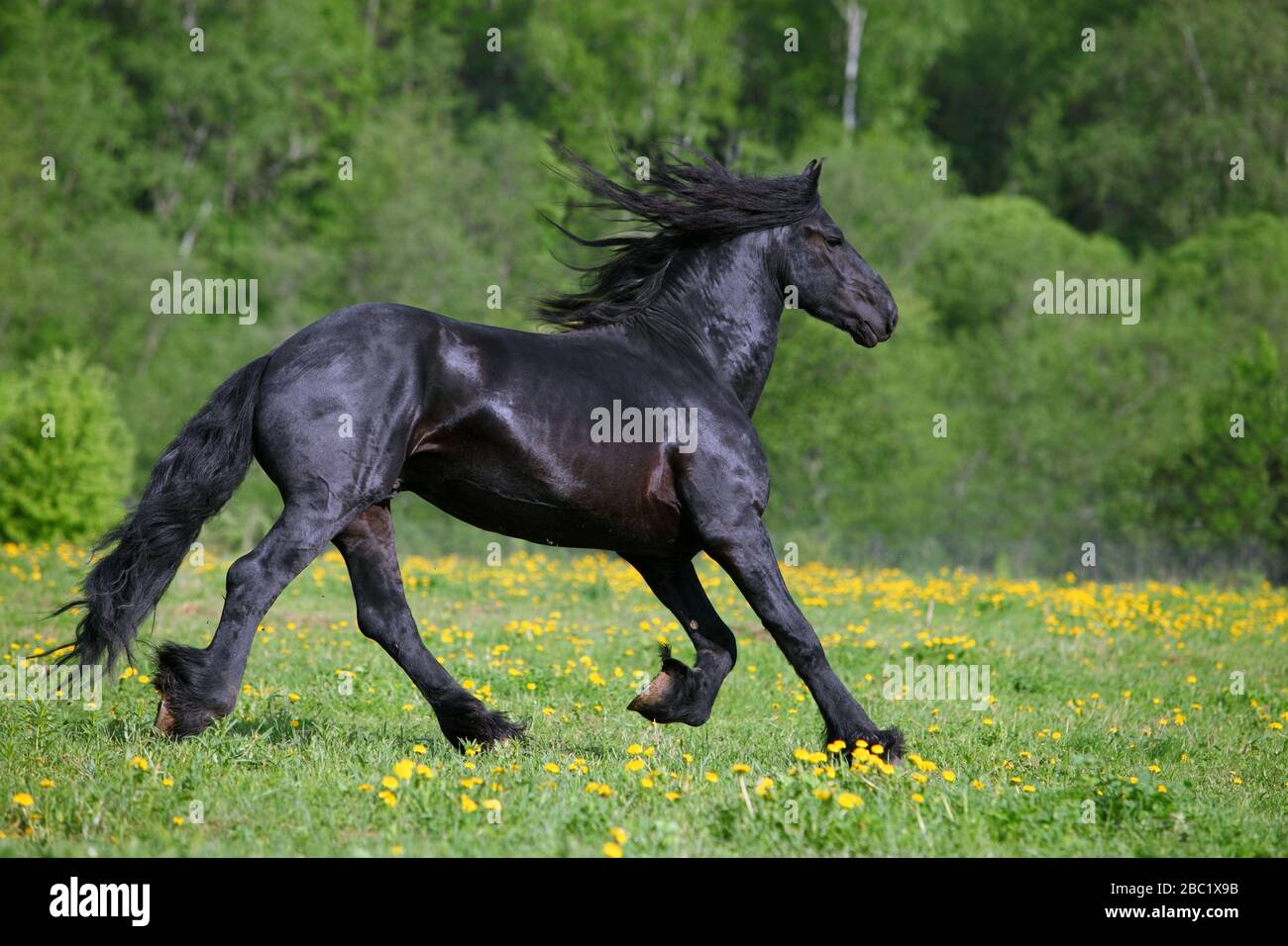 Le cheval Friesian noir court le gallop dans la pré d'été de la liberté Banque D'Images