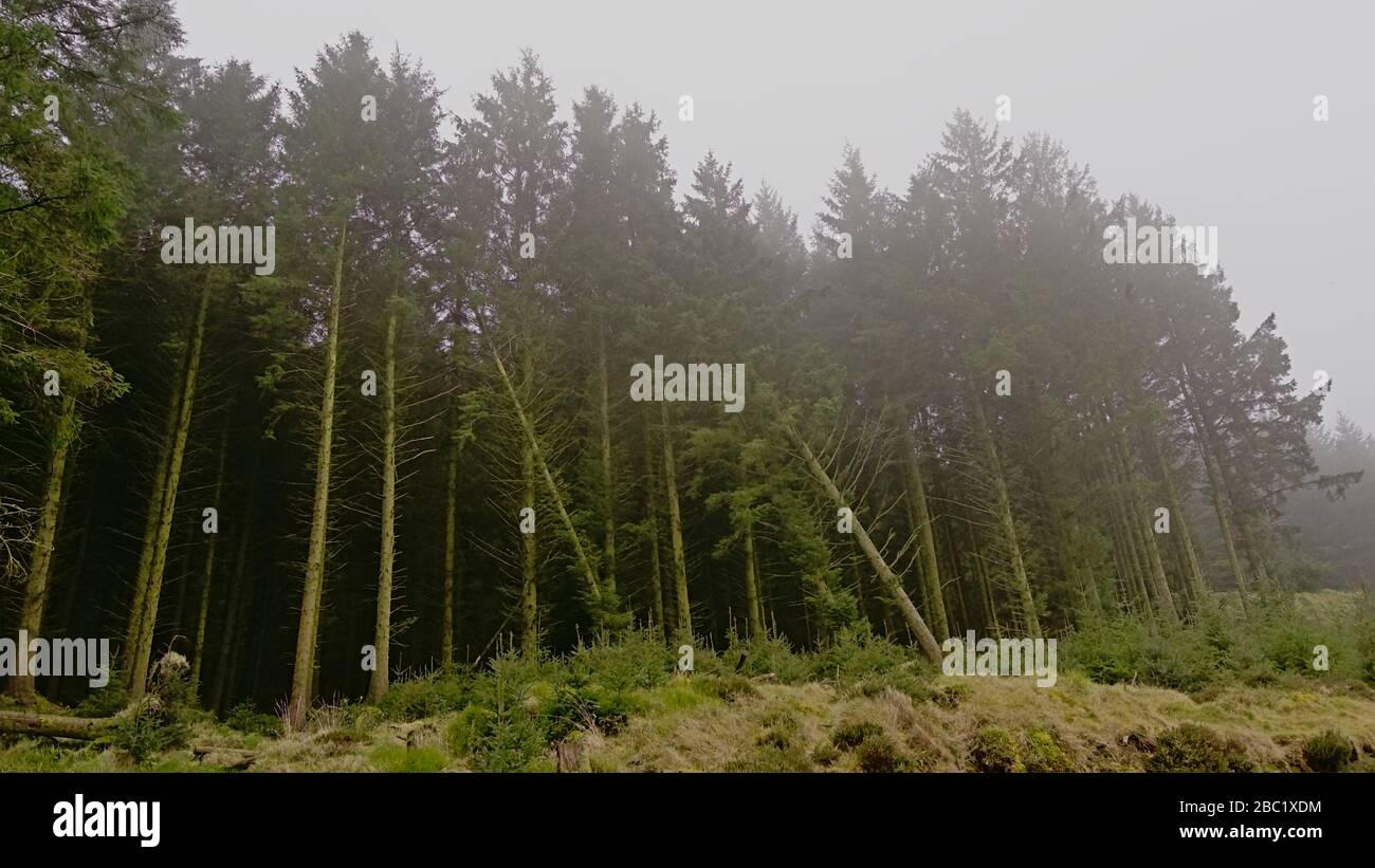 Forêt de conifères brumeuses sur les pentes des montagnes de Ticknock, Dublin, Irlande Banque D'Images