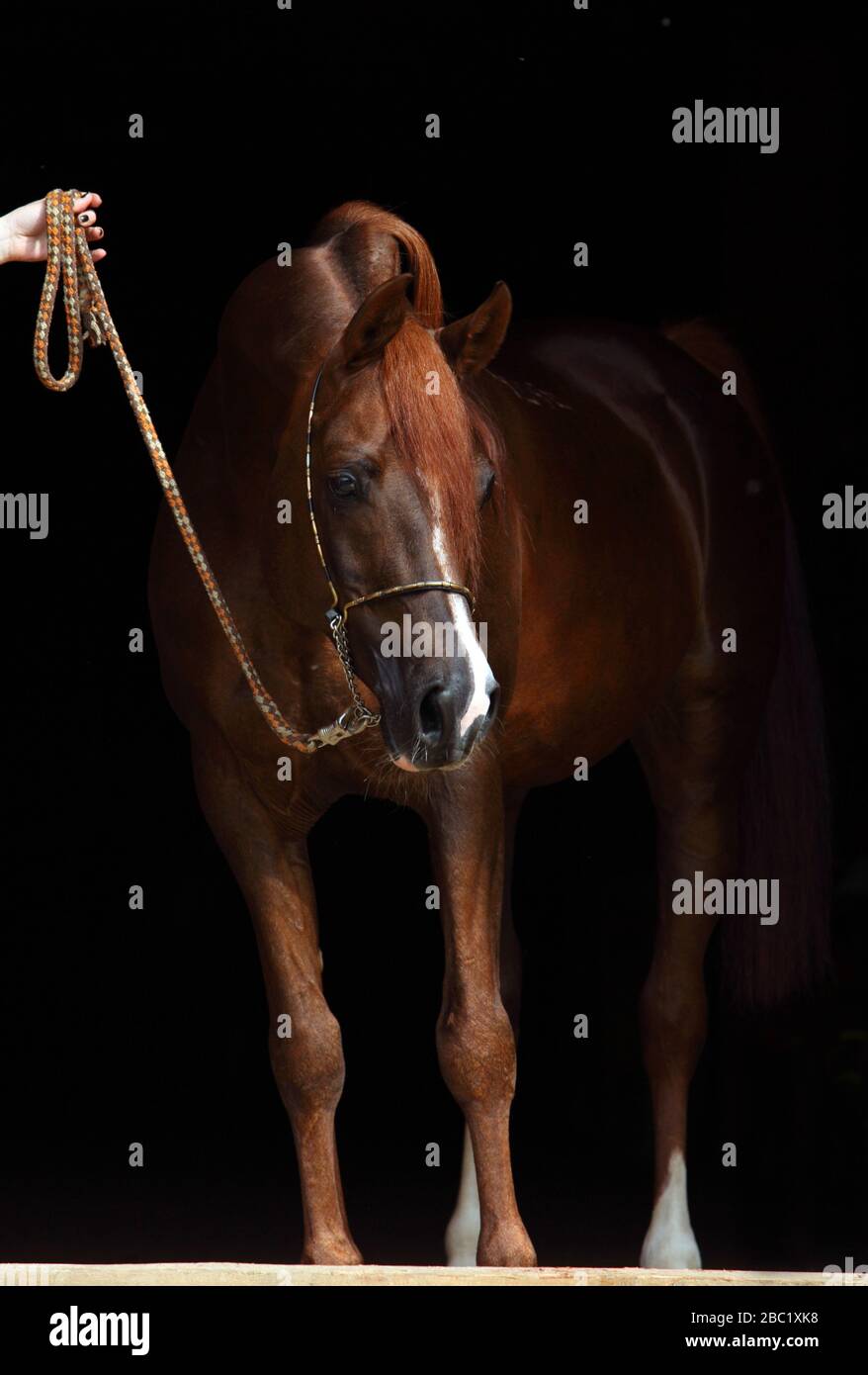Portrait de cheval de racée de la baie arabique sur fond sombre et stable Banque D'Images