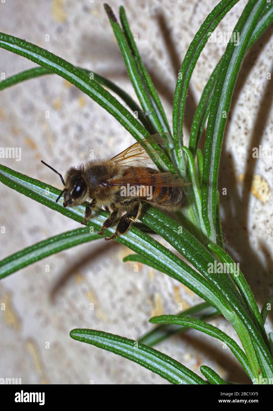 Gros plan sur la feuille de romarin Banque D'Images