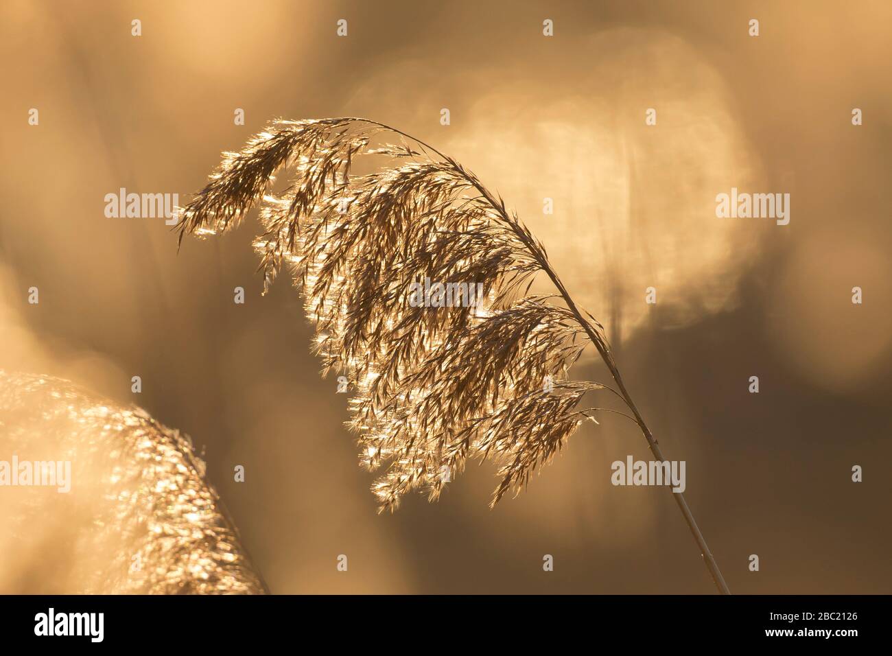 Gros plan de la tête de semence / tête de semis de roseau commune (Phragmites australis / Phragmites communis) dans un lit à roseau / reedbed en hiver Banque D'Images