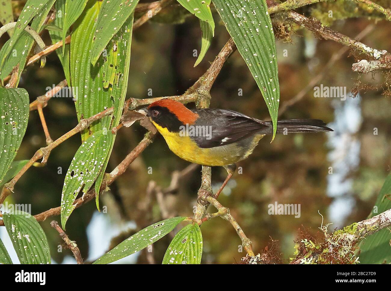 Adulte de Brush-finch (Atlapetes latinuchus) à la branche avec la moth dans Bill Owlet Lodge, Pérou Février Banque D'Images