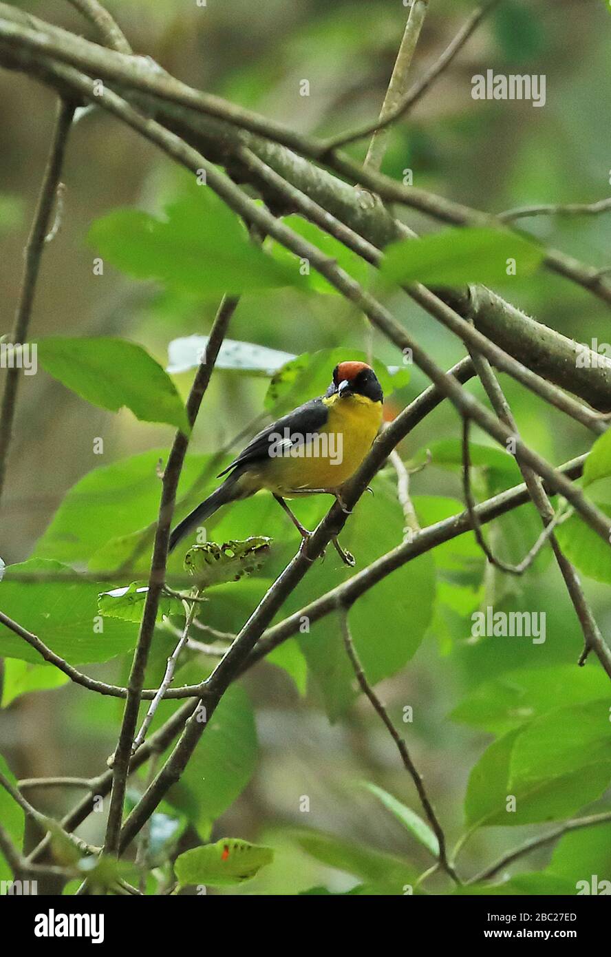 Adulte de la Brush-finch (Atlapetes latinuchus) de la branche Owlet Lodge, Pérou Février Banque D'Images