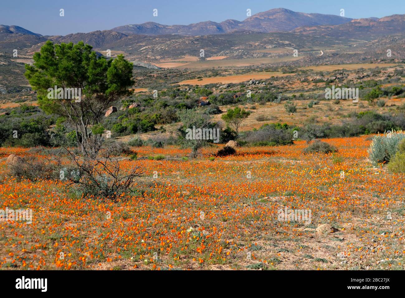 Paysages et vues sur les expositions prolifiques de fleurs sauvages dans la section Skilpad du parc national Namaqua dans le nord du Cap, en Afrique du Sud Banque D'Images