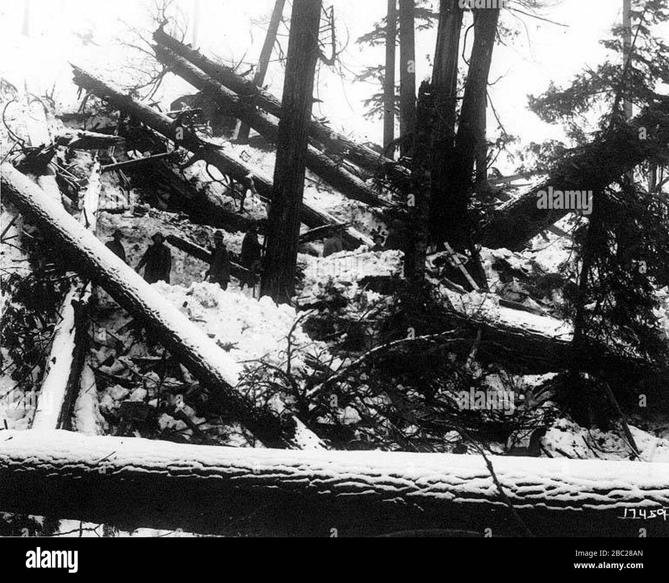 Great Northern Railroad, catastrophe de Wellington; enlever des corps dans la neige, 700 pieds au-dessous de la piste Banque D'Images