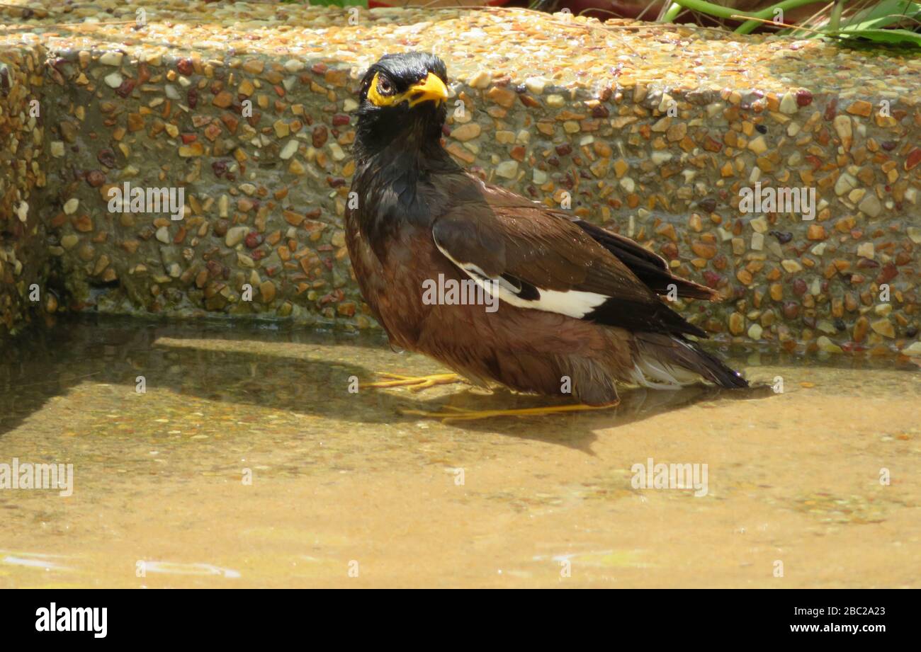 Mynah /myna oiseau (Sturnidae) dans l'eau peu profonde. Thaïlande. Asie du Sud.plein format. Gros plan. Banque D'Images