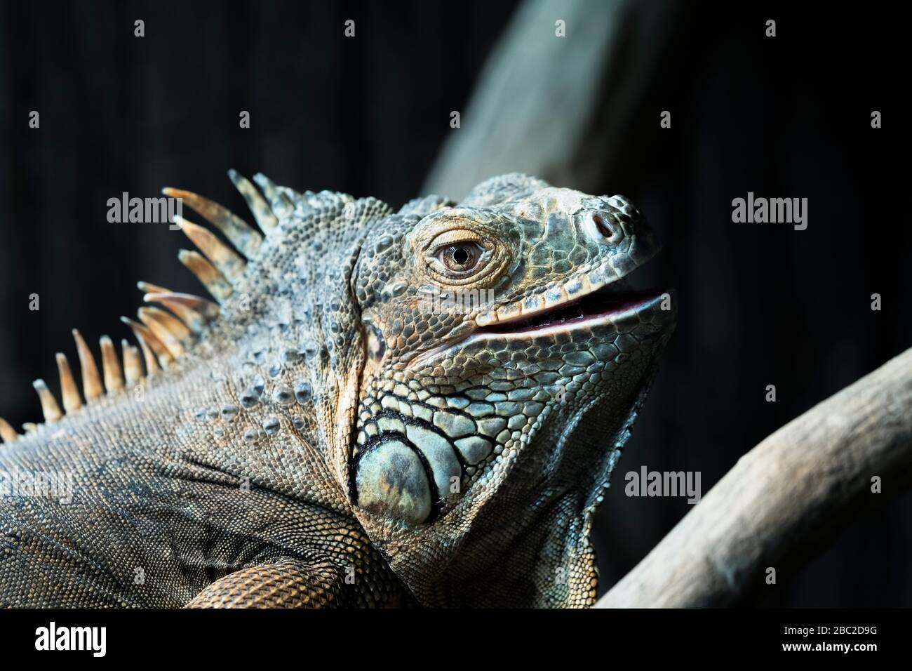 Portrait d'iguana dans un zoo Banque D'Images