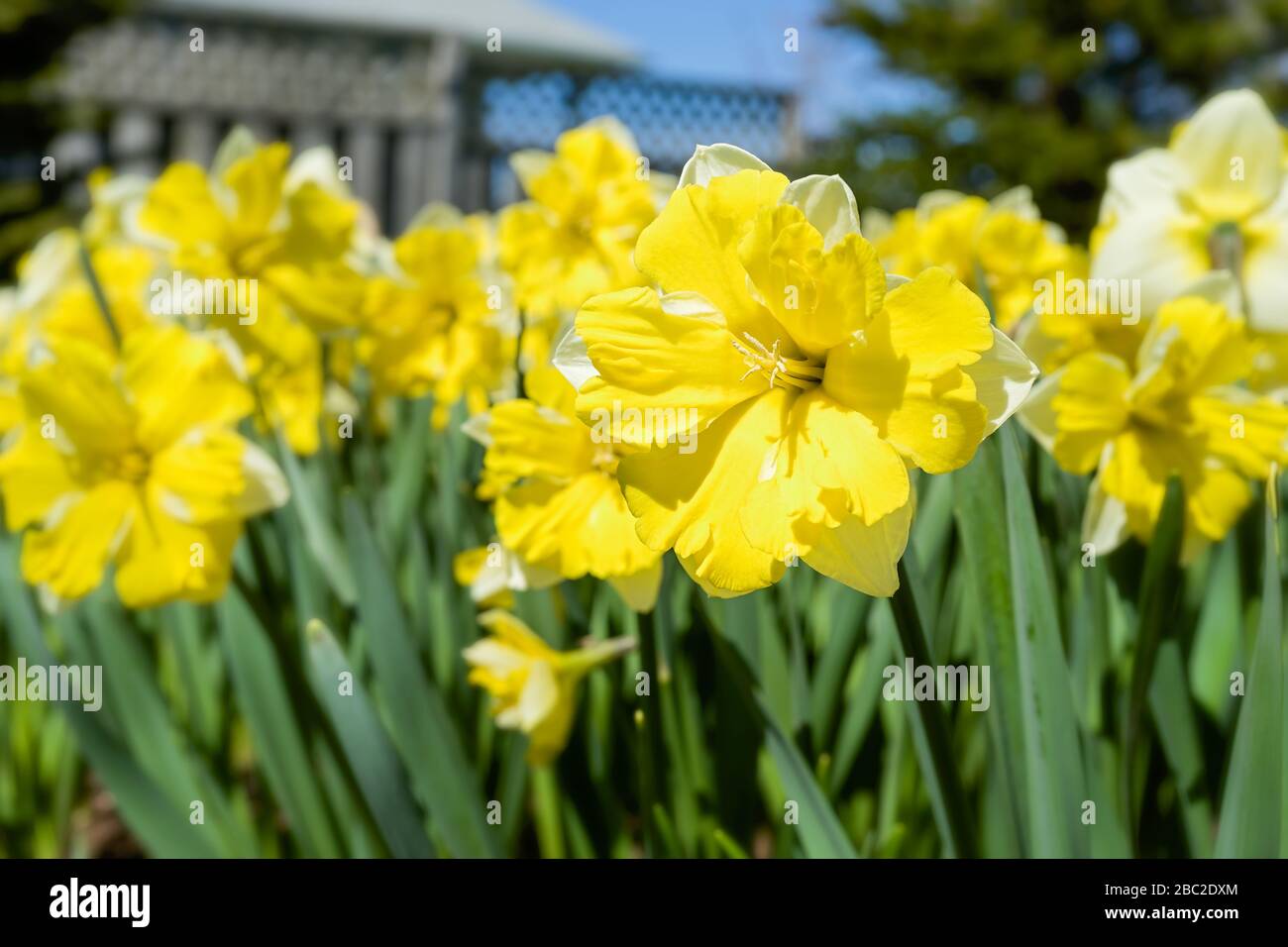 Variété de jonquille à face ouverte dans le jardin printanier. Banque D'Images