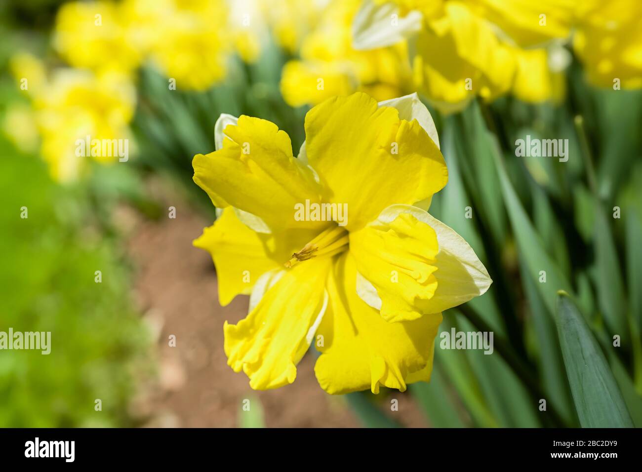 Variété de jonquille à face ouverte dans le jardin printanier. Banque D'Images