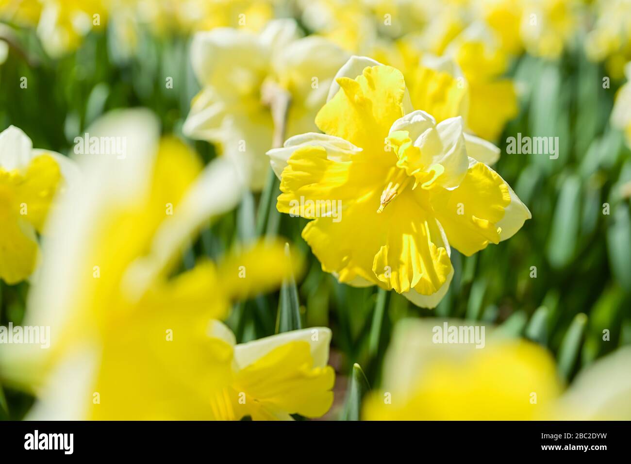 Variété de jonquille à face ouverte dans le jardin printanier. Banque D'Images
