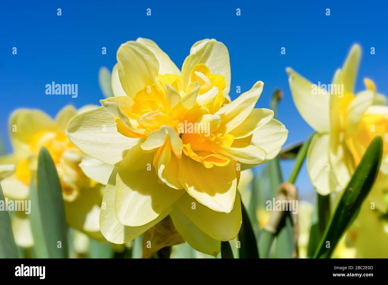 Double variété de jonquille dans le jardin de printemps. Banque D'Images