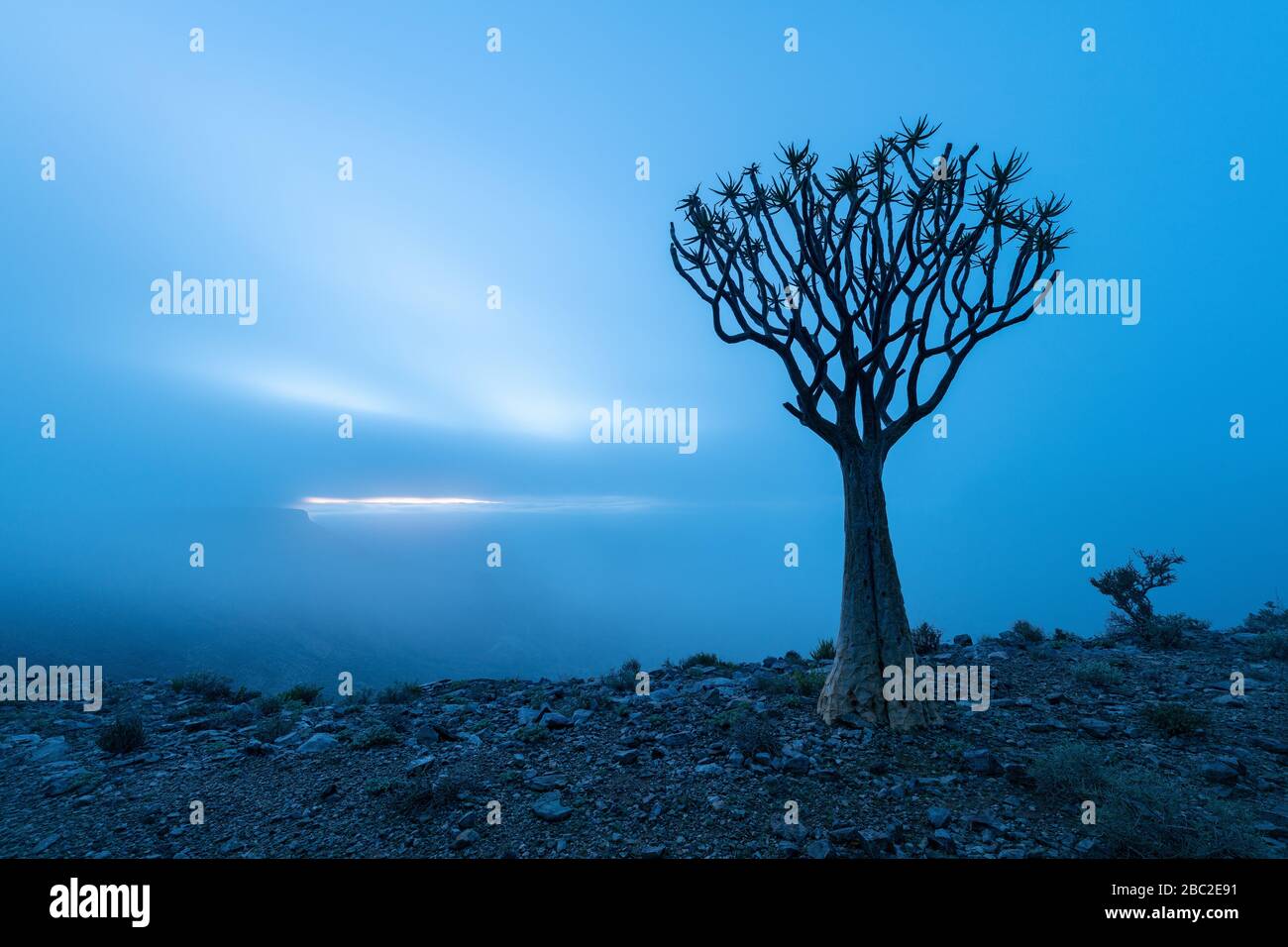 Un paysage sombre et misté pris au sommet du canyon aride et de la rivière des poissons étoilé, en Namibie, avec un ancien arbre de quiver silhouetté au premier plan, et Banque D'Images