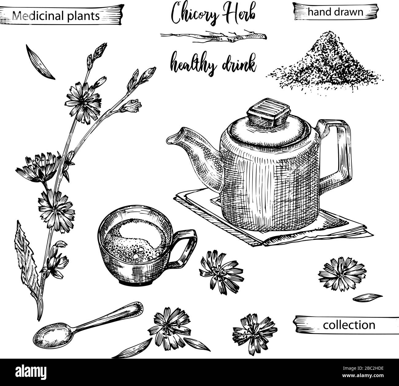 Croquis réaliste à l'encre botanique de racine de chicorée, fleurs, poudre, théière, tasse à thé et cuillère isolés sur fond blanc, collection d'herbes florales Illustration de Vecteur