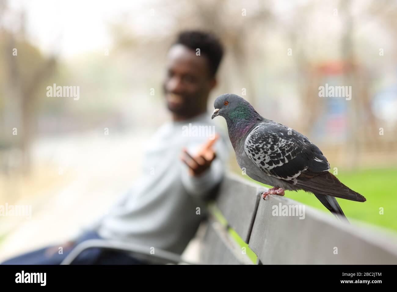 Heureux homme noir essayant d'atteindre un pigeon assis sur un banc dans un parc Banque D'Images