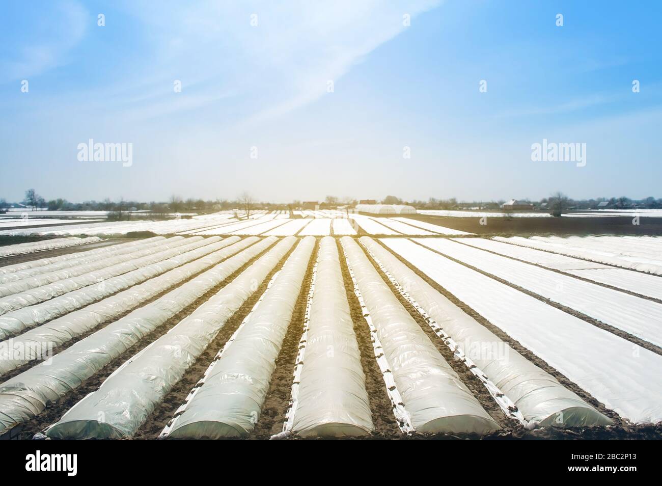 Plantation de champs agricoles couverte d'agrofibres blanches. Augmentation de la survie des plantes. Serres pour accélérer la croissance et la protectio Banque D'Images