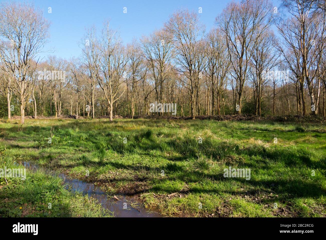 Prairie d'herbe / herbage une journée de printemps à partir d'un chemin à travers les bois sur West End Common, Esher, Surrey. ROYAUME-UNI (116) Banque D'Images