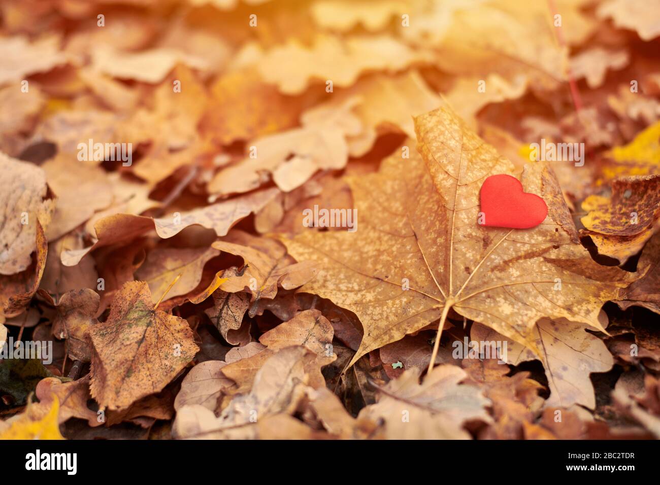 Cœur sur la feuille d'érable. Concept d'infatation ou de solitude. Ouvrir le symbole du cœur pur, copier l'espace. Une victime d'amour sans remise en question de la Saint-Valentin. Bel automne Banque D'Images