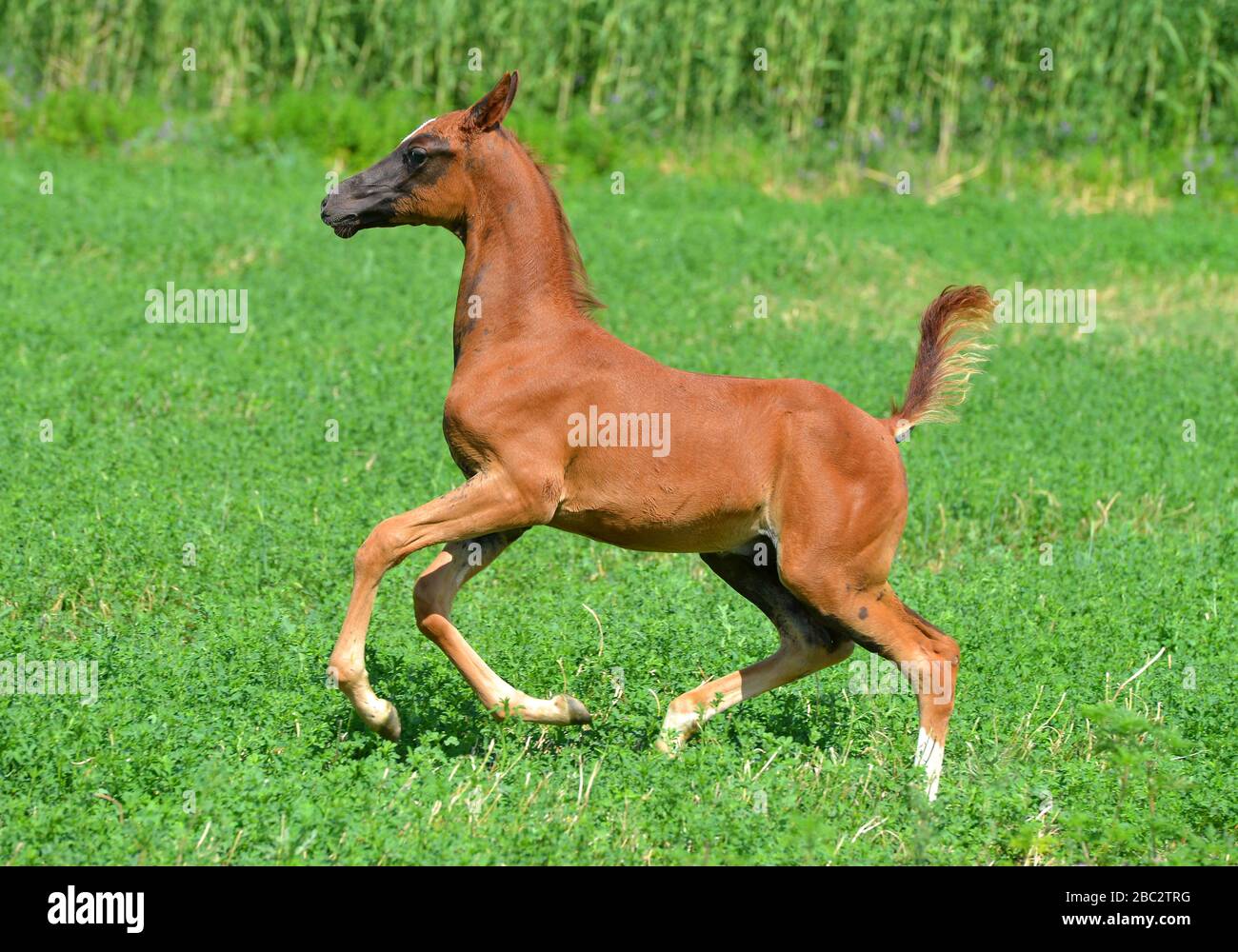 Le jeune Akhal Teke foal est heureux de courir dans la prairie verte en été. Horizontal, vue latérale, en mouvement. Banque D'Images