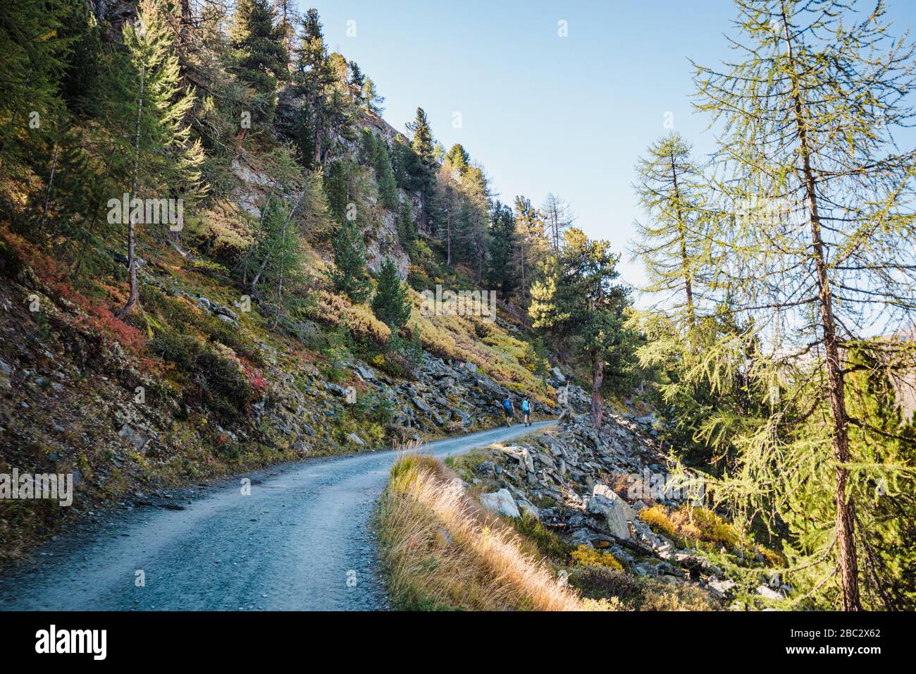 Belle route entre les larches dans les Alpes suisses montagnes près de Zermatt ville paysage arrière-plan Banque D'Images