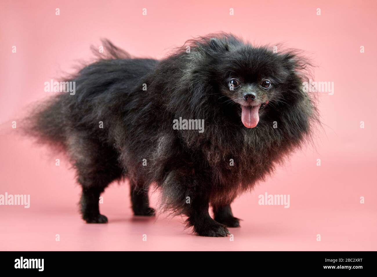 Chiot Noir Spitz De Pomeranian Joli Chien Spitz Moelleux Sur Fond Rose Petit Chien Dwarf Spitz Ideal Pour Les Familles Avec Une Langue Qui S Accroche Photo Stock Alamy
