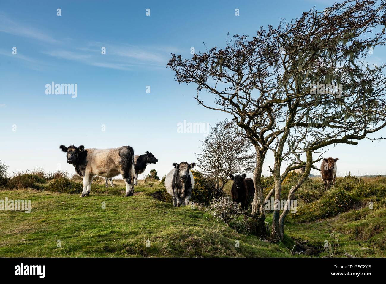 Vaches sur Dartmoor par arbre, ciel bleu Banque D'Images