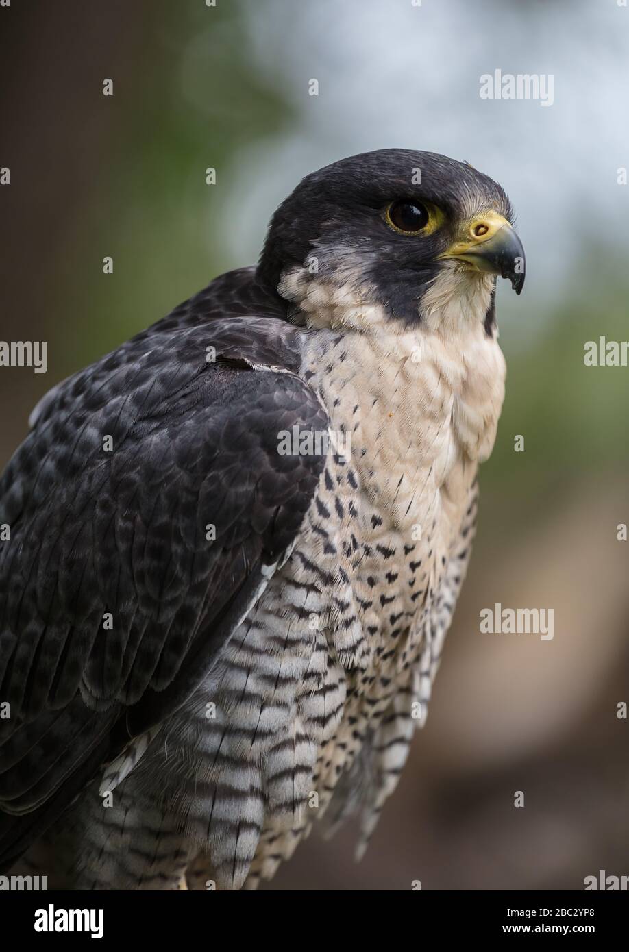 Faucon pèlerin, Falco peregrinus Banque D'Images