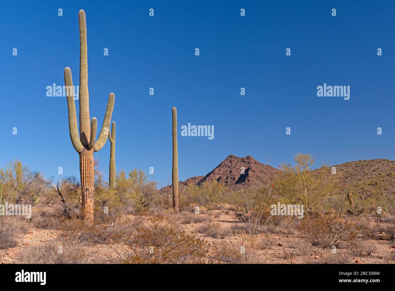 Désert Paysage de Cactus et Brush dans les collines dans le désert dans tuyau d'orgue Monument national de Cactus en Arizona Banque D'Images