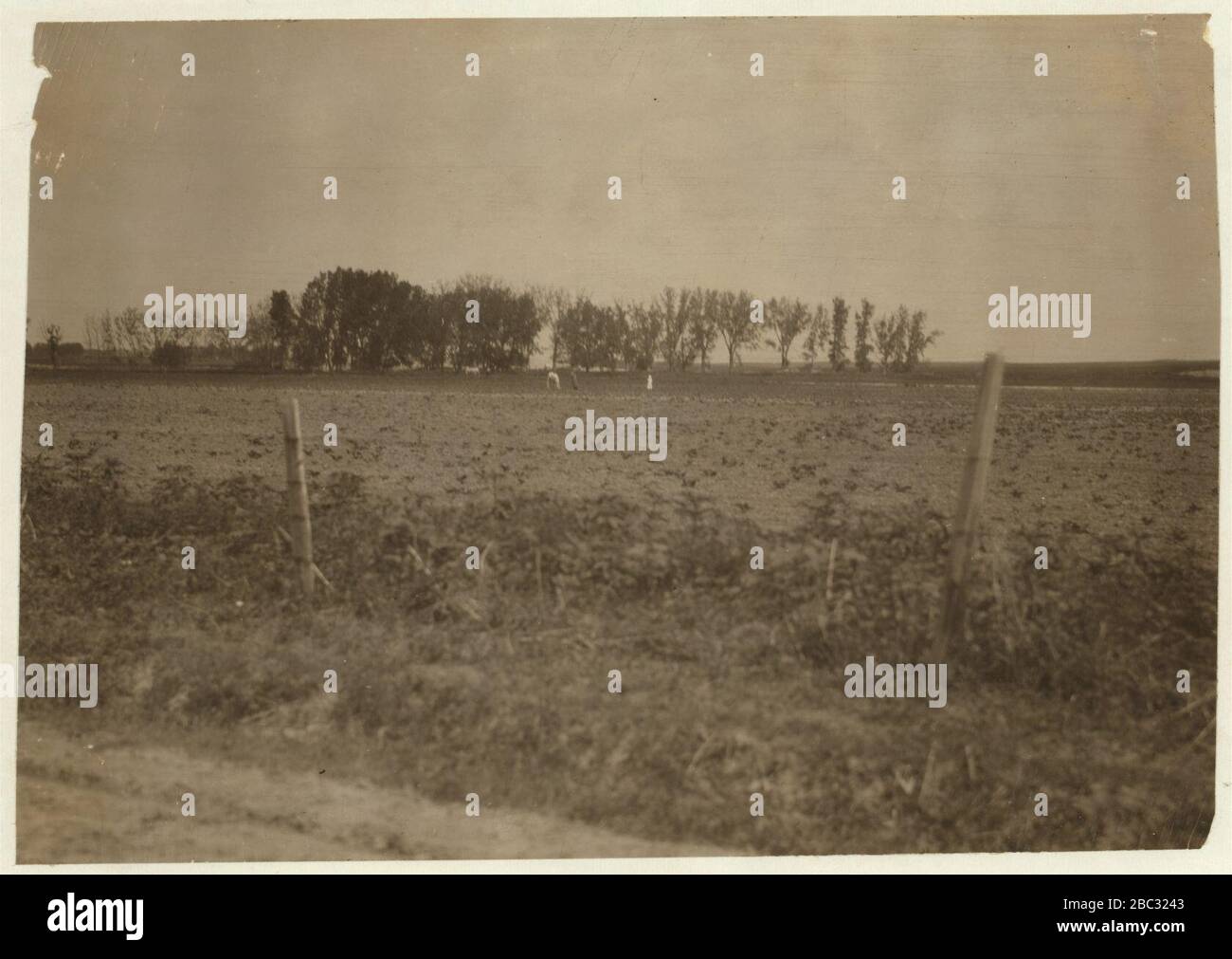 Groupe bloquant les betteraves à sucre dans une ferme du Wisconsin. Voir le rapport Hine, Wisconsin Sugar Beet, juillet 1915. Banque D'Images